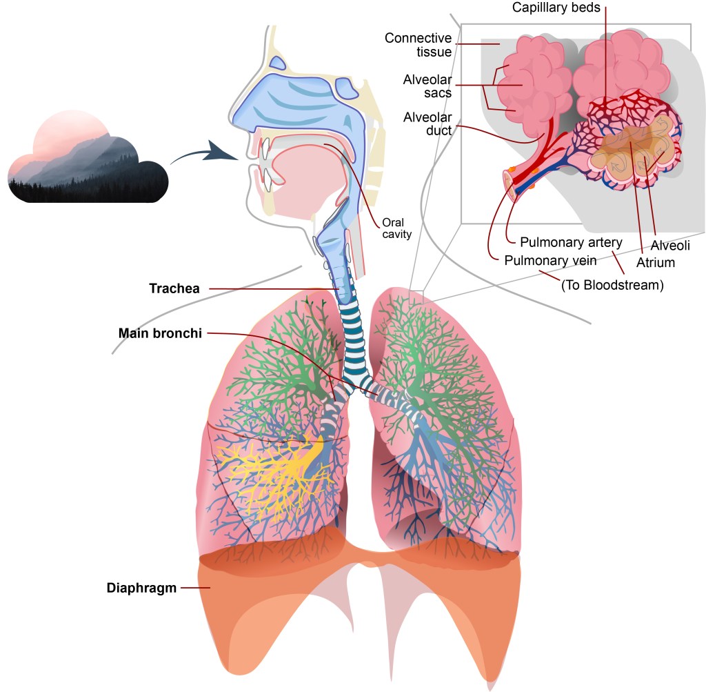 Particulate Matter's impact on the respiratory system is incredibly complex, but part of its danger is its potential to corrode alveolar walls and enter the bloodstream. Illustration courtesy of LadyofHats/Wikimedia Commons, Cay Leytham-Powell/University of Colorado Boulder.