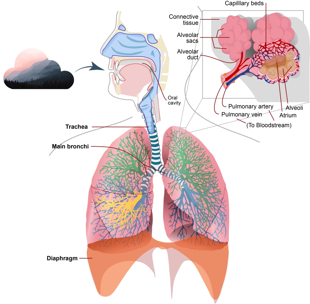 Particulate Matter's impact on the respiratory system is incredibly complex, but part of its danger is its potential to corrode alveolar walls and enter the bloodstream. Illustration courtesy of LadyofHats/Wikimedia Commons, Cay Leytham-Powell/University of Colorado Boulder.