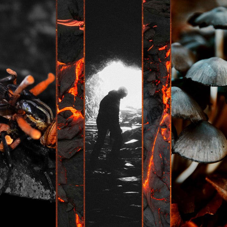 A moodboard with a series of photos, including a fly with fungus coming off it, magma coming out of a mountain, a miner going up out of a cavern, and mushrooms